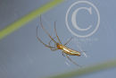 Orb Web Spider
